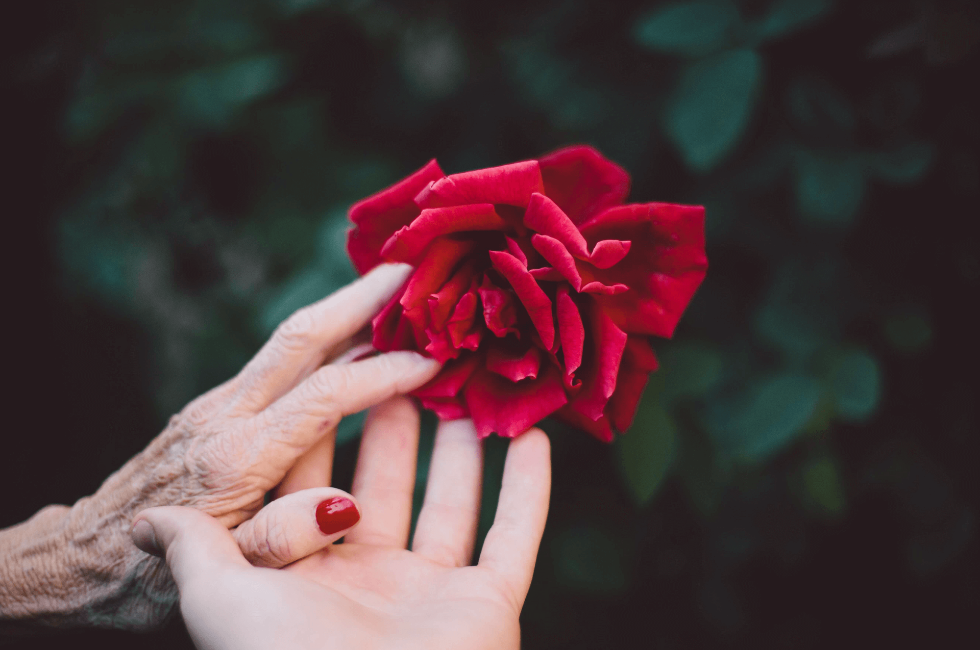 Hand einer jungen Person greift Hand einer alten Person. Beide greifen nach einer roten Rose.