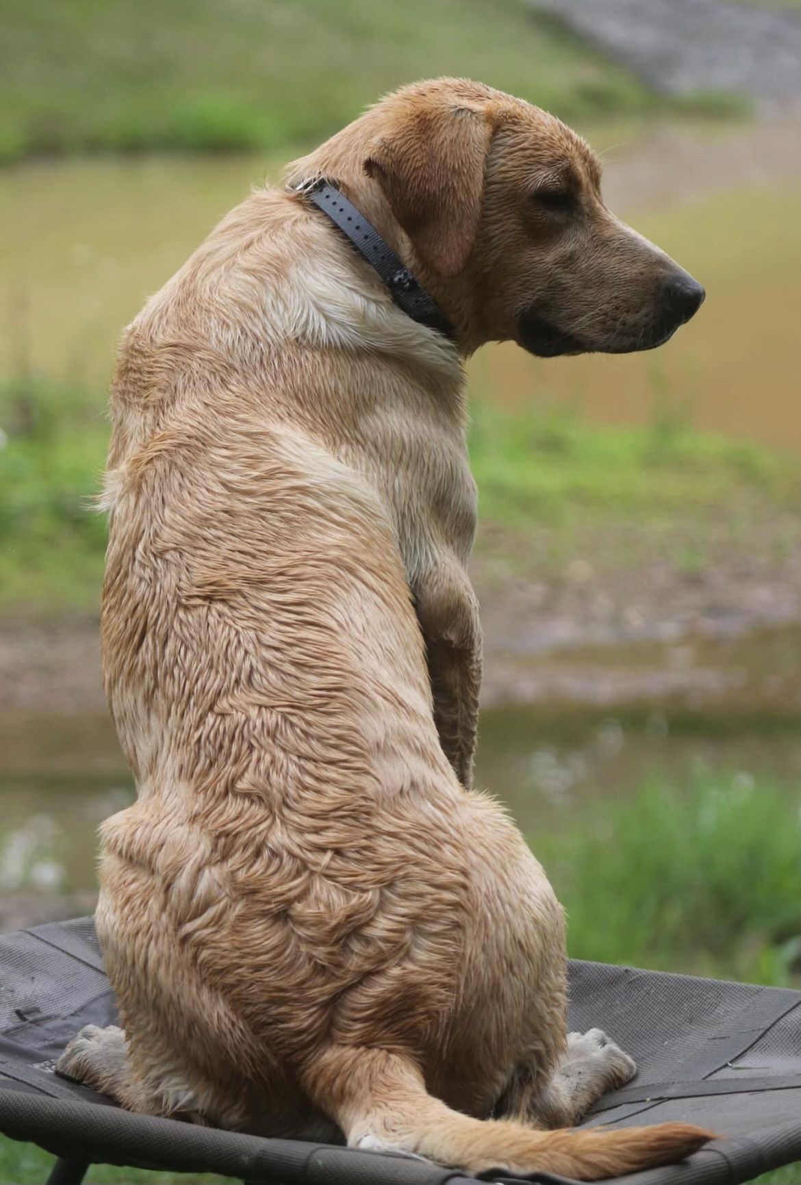 Started gun dogs sales